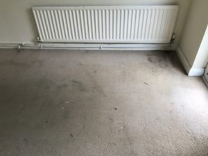 Carpet Cleaning Weedon