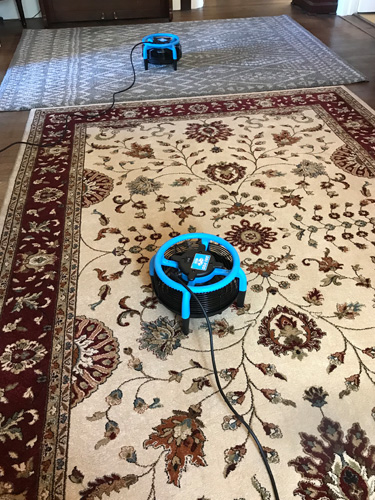 Rug Cleaning