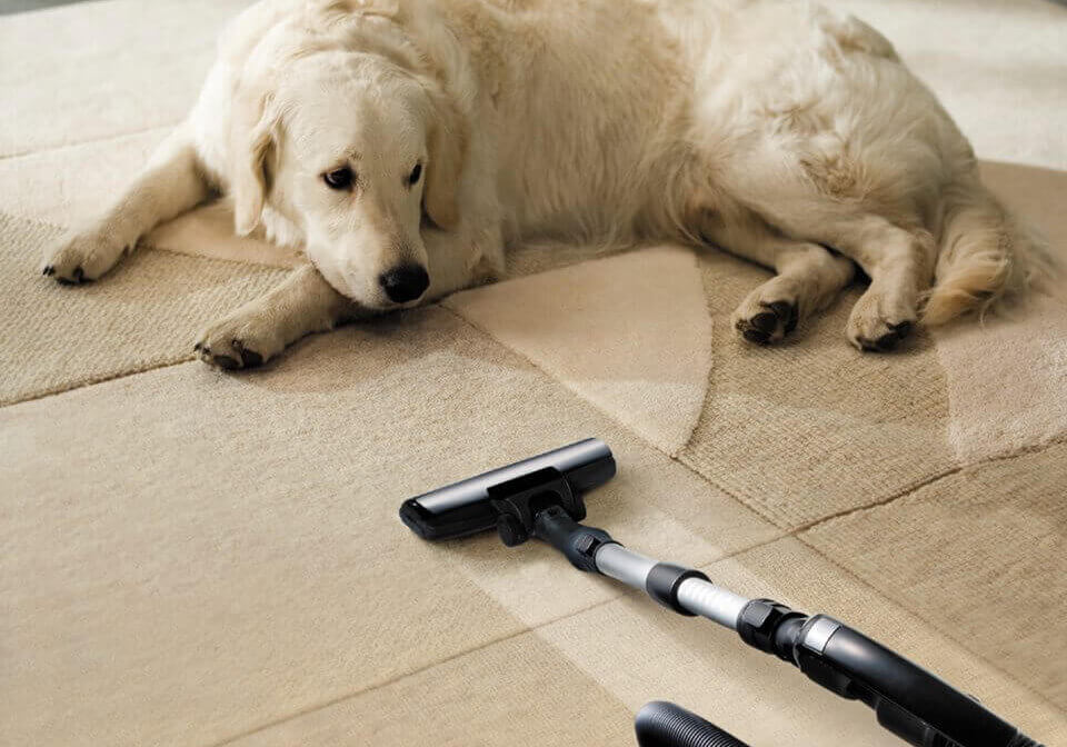 10430375_897969210228188_8827695062141618214_n How to Remove Pet Hair